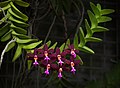 Trichoglottis atropurpurea