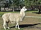 Llama