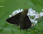 Adult, dorsal view.