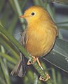 Golden white-eye