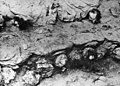 استخراج جثث ضحايا مجزرة كاتين عام 1943 (صورة اللجنة الدولية للصليب الأحمر)