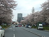 大学通り