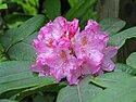 Küstenrhododendron