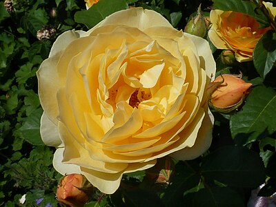 Rosa „Graham Thomas“