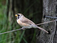 Saltatricula multicolor - Many-colored Chaco Finch.jpg