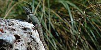 Torquate lizard (Sceloporus mikeprestoni) photographed in situ, municipality of Miquihuana, Tamaulipas, Mexico (5 October 2008).