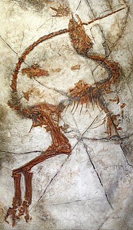 Sinosaŭropterigo (Sinosauropteryx)