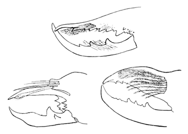 雄の鋏角と setiform flagellar complex[注釈 10]