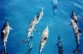 Image 50Spinner dolphins (from Micronesia)