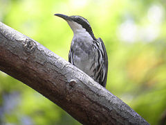 Rhabdornis à tête striée (Rhabdornis mystacalis).