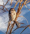 Image 37American tree sparrow in Central Park