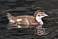 Chestnut Teal Duckling