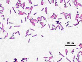 Bacillus subtilis, окраска по Граму