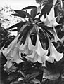 Brugmansia suaveolens