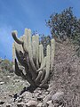 Cactus a San José de Maipo