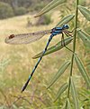 Common Blue Damselfly, by Fir0002