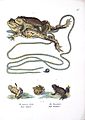 Bufo spp. from "Naturgeschichte und Abbildungen Der Reptilien"