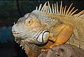 Iguana iguana, ờ Hy Lạp, 2008