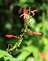 Odontonema rubrum