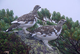 Tundrinė žvyrė (Lagopus muta)