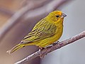 8. Hím sáfránypinty (Sicalis flaveola) (Pantanal, Brazília) (javítás)/(csere)