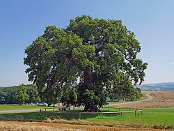 Schöne Eiche bei Endlichhofen (von Rainer Lippert)