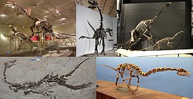 Сверху: Suzhousaurus, Erliansaurus, Nothronychus; Снизу: Jianchangosaurus[англ.], Falcarius.