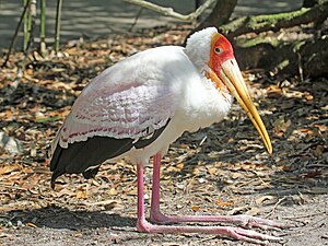 Mycteria ibis