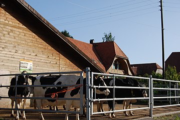 Bauernbetrieb in Gurbrü