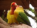 Fischer's lovebird