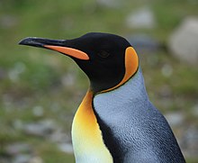 Hlava tučňáka patagonského a jeho pestré oranžovo-žluté zbarvení.