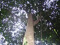 Archidendron bulbalinum. Reserva forestal de Bukit Nanas (Kuala Lumpur)