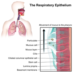 Respiratory epithelium.