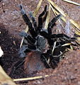 Brachypelma vagans