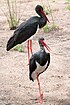 Schwarzstorch (Ciconia nigra)