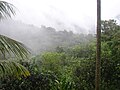 Morning mist in El Yunque rainforest, Puerto Rico