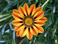 fr:Gazania