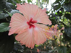 Hibiscus from Kerala