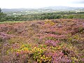 Lande en fleur dans la Réserve naturelle régionale des landes et tourbières du Cragou et du Vergam.