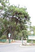 Lone pine tree at Oatley Park, NSW - Pinus brutia