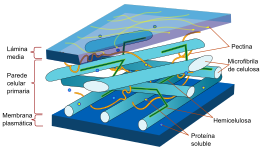 Esquema da parede celular vexetal. Formada por fibras de celulosa, hemicelulosa e pectinas principalmente e organizada en varias capas.