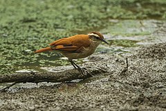 Description de l'image Tail-banded hornero (Furnarius figulus).jpg.