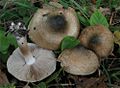 !Inocybe corydalina!