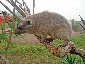 Dendrohyrax dorsalis