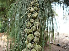 Casuarina equisetifolia 0009.jpg