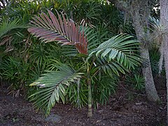 Planta joven en Florida