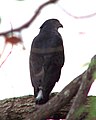 Crested goshawk