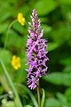 7. Erdei ujjaskosbor (Dactylorhiza fuchsii) az észtországi Pakri-félszigeten (javítás)/(csere)