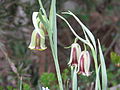 Anatolianpikarililja (Fritillaria acmopetala)