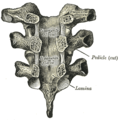 Archi vertebrali di tre vertebre toraciche viste di fronte.